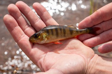 Elimde güzel bir bas tutarak, safssjon gölünde balıkçılık, bölge Dalarna İsveç
