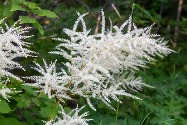 Aruncus Parzydło Rośnie Naturze Obraz Podjęte Szwecji Region Dalarna — Zdjęcie stockowe