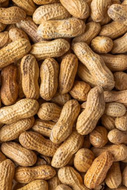 Bombardıman fıstık, güzel kahverengi renkli soyulmamış fındık