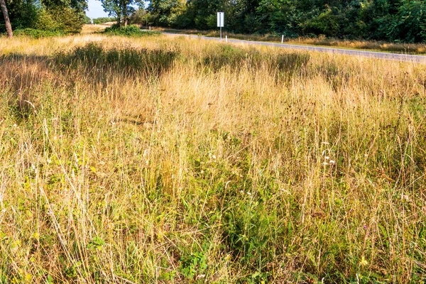 Sequía Extrema Los Países Bajos Verano Con Altas Temperaturas Sin — Foto de Stock