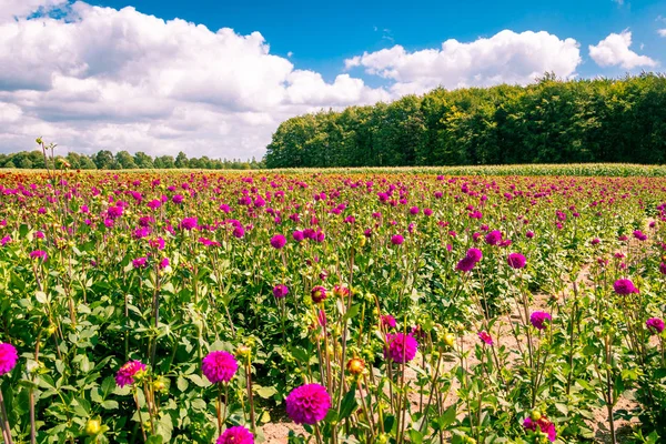 Dahlia'nın yaz aylarında büyüyen ve çiçek açan tarlası, Hollanda eyaleti Flevoland yakınlarındaki Marknesse