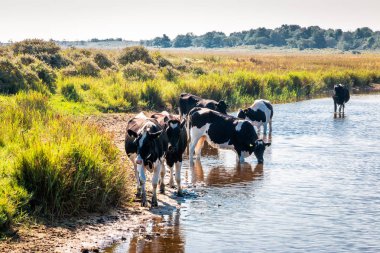 Ücretsiz yürüyüş inekler ve ada Schiermonnikoog, Kuzey denizi ve Hollanda Wadden Denizi'nde döşeme bir ada suda ayakta