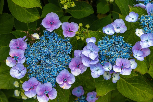 Gyönyörű Hortenzia Kék Virágok Zöld Levelek Képet Hozott Hollandiában — Stock Fotó