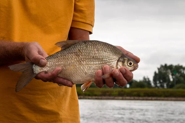 Fishing and catching and then holding in the hands a silver bream taking out of the rain river the IJssel province Overijssel the Netherlands