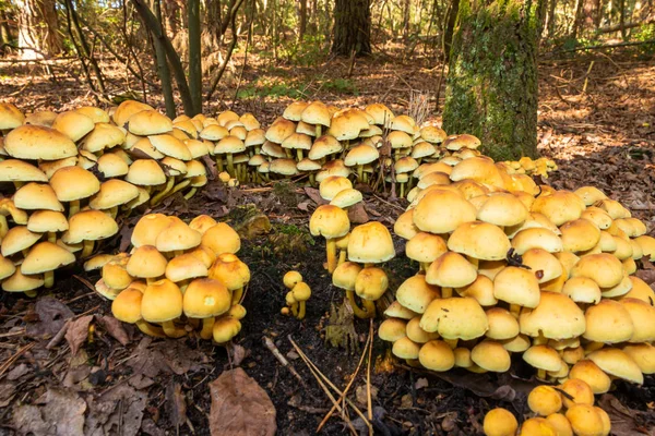 Champignons Touffe Soufre Dans Forêt Poussant Automne Aux Pays Bas — Photo