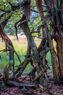 Hollanda Ulusal Parkı Dwingelderveld 'de çekilmiş, garip bir şekilde eğri ve kırık dalları olan ölü bir ağaç.