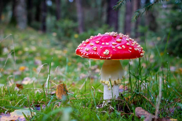 Autumn, time for mushrooms like this fly agaric with its red hood and white dots and the beautiful orange colors in the woods, picture taken in the National park Dwingeloo, the Netherlands