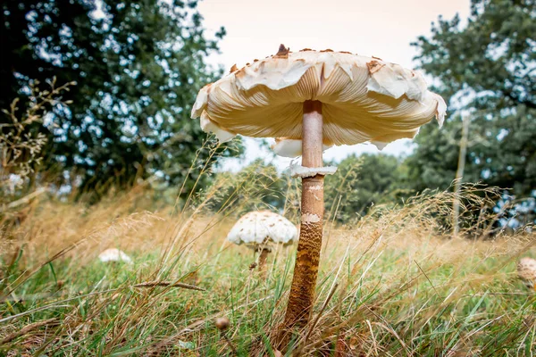 Automne Avec Beau Champignon Parasol Nom Latin Macrolepiota Procerain Photo — Photo