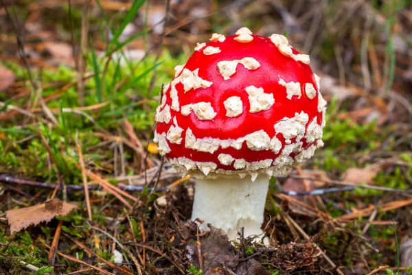 Autumn Time Mushrooms Fly Agaric Its Red Hood White Dots — Stock Photo, Image