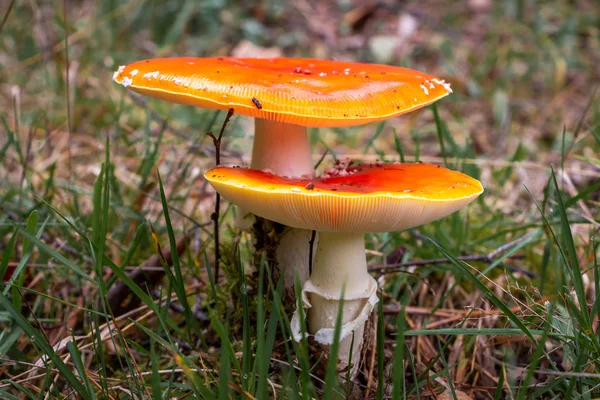 Ősz Itt Ideje Ilyen Gombáknak Mint Légy Agaric Piros Motorháztetővel — Stock Fotó