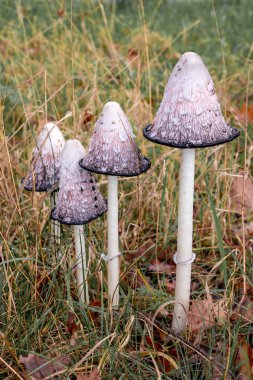 Beautiful lawyers's wig mushrooms, in Latin Coprinus comatus in the grass, picture taken in national park Dwingelderveld the Netherlands