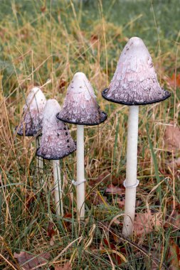 Beautiful lawyers's wig mushrooms, in Latin Coprinus comatus in the grass, picture taken in national park Dwingelderveld the Netherlands clipart
