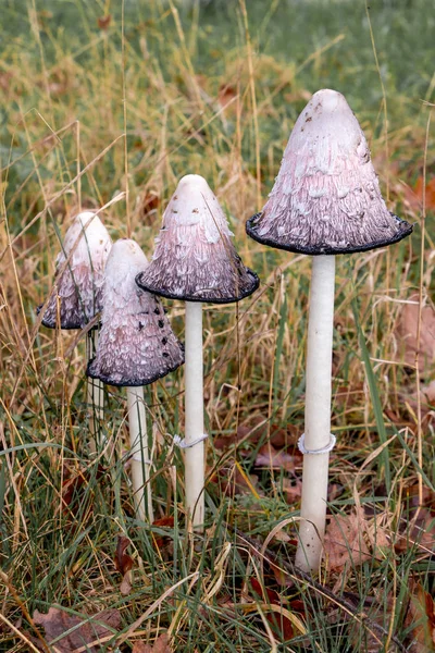 Beautiful lawyers\'s wig mushrooms, in Latin Coprinus comatus in the grass, picture taken in national park Dwingelderveld the Netherlands