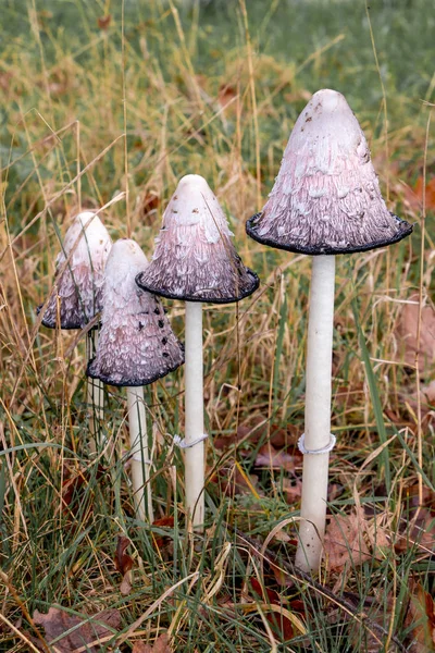 Beautiful lawyers's wig mushrooms, in Latin Coprinus comatus in the grass, picture taken in national park Dwingelderveld the Netherlands