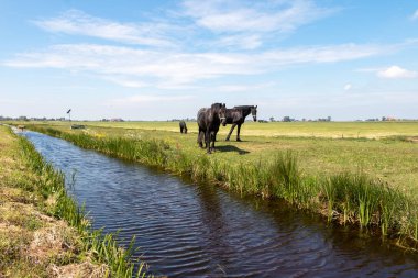 Hollanda hendek ve kanallarla dolu ıslak bir ülke, yelkenli tekneler ve otlaklarla dolu geniş düzlükler, Friesland Gaasterland bölgesinde çekilmiş fotoğraflar.