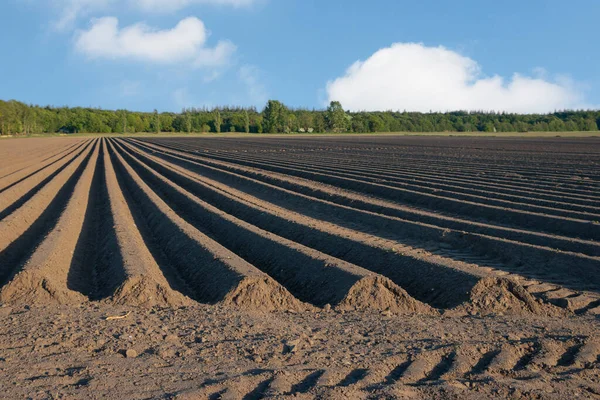 Grunty Rolne Niderlandach Prowincja Friesland Region Gaasterland Przygotowane Uprawy Szparagów — Zdjęcie stockowe