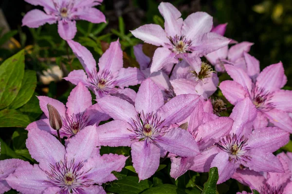 Clematis, güzel, büyük pembe çiçekleri olan bir tırmanış bitkisi. Hollanda, Overijssel 'de çekilmiş bir fotoğraf.