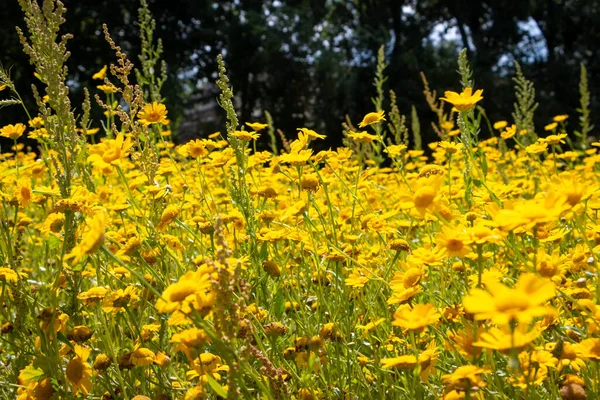 Hollandiában Overijssel Tartományban Egy Tüskéslevelű Élénk Sárga Virágokkal Teli Mező — Stock Fotó