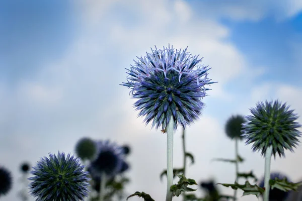 Kék Földgömb Bogáncs Virágzik Nyáron Hollandia Fotó Készült Béka Perspektívából — Stock Fotó