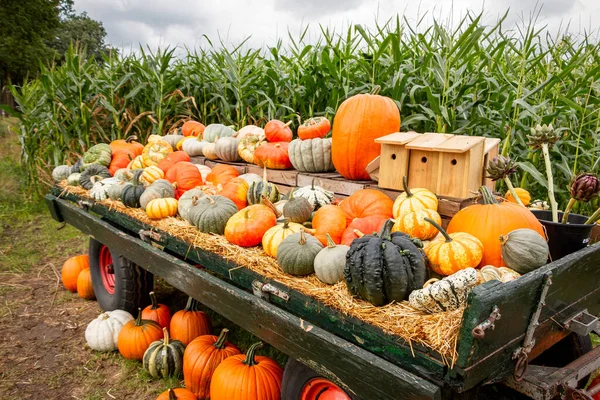Pumpkins All Colors Sizes Sale Farm Wagon Cornfields Background — Stock Photo, Image