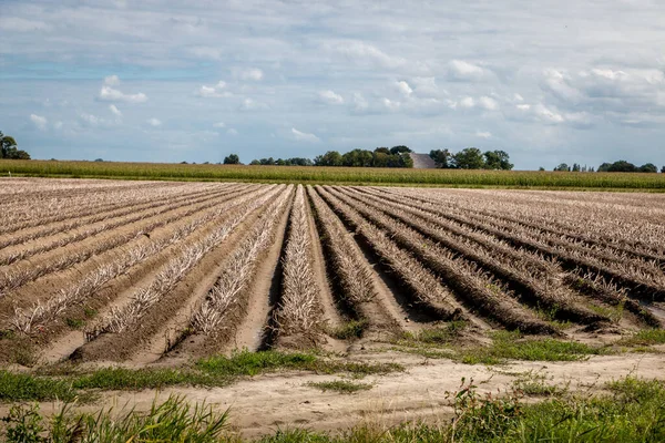 Landscape Photo Beautiful Flat Groningen Farmers Land Summer Time Netherlands — Stock Photo, Image