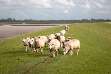 Wadden Denizi 'nin kıyısındaki hendekte koyun var. Hollanda' nın Lauwersmeer bölgesi yakınlarındaki Groningen arazisinde.