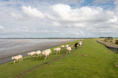 Wadden Denizi 'nin kıyısındaki hendekte koyun var. Hollanda' nın Lauwersmeer bölgesi yakınlarındaki Groningen arazisinde.