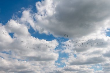 Kaz göçünün havadaki fotoğrafı, kazlar kış uykusuna yatmak için Kuzey Kutbu 'ndaki yuvalarından Hollanda' ya göç ediyorlar.