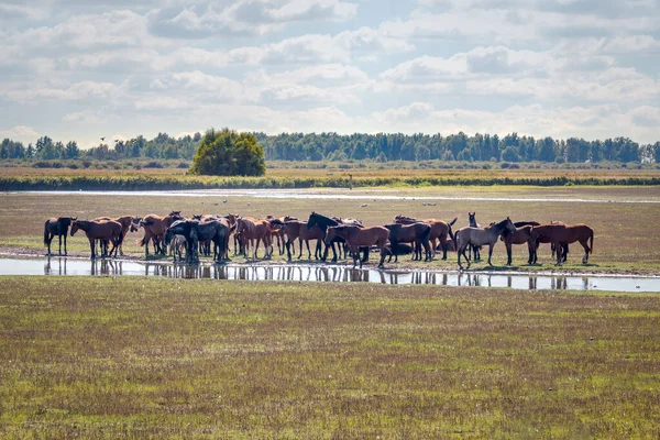 Hollanda Nın Kuzeyindeki Lauwersmeer Ulusal Parkı Nda Groningen Bölgesinde Bir — Stok fotoğraf