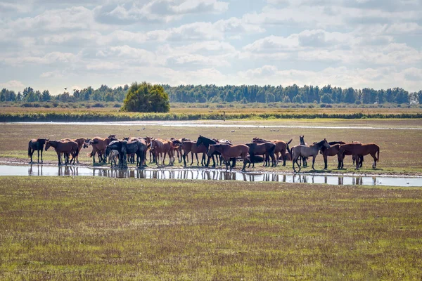 Hollanda 'nın kuzeyindeki Lauwersmeer Ulusal Parkı' nda, Groningen bölgesinde bir konik at sürüsü.