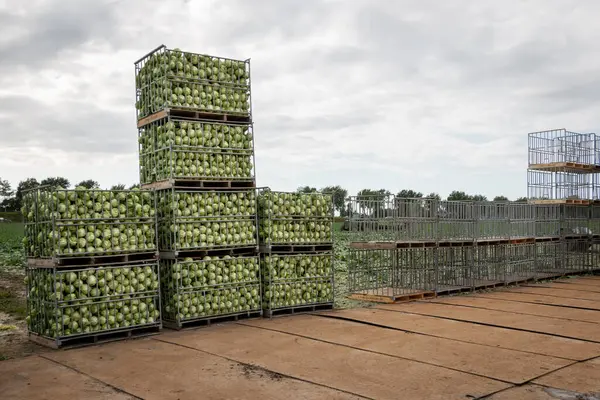 Kweken Oogsten Van Puntkool Noord Hollandse Klei Nederland Een Typisch — Stockfoto