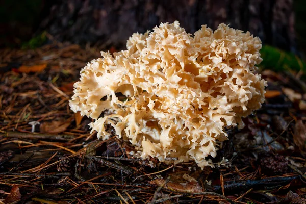 Champignon Éponge Est Champignon Comestible Dans Forêt Près Enschede Région — Photo