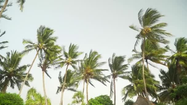 Palmen bewegen sich im Wind gegen den strahlenden Himmel — Stockvideo