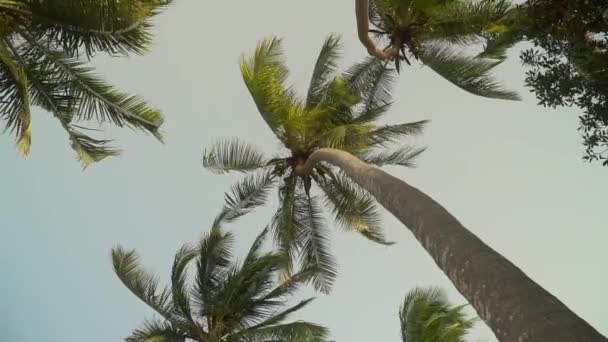 Palmeras moviéndose en el viento contra el cielo brillante — Vídeos de Stock