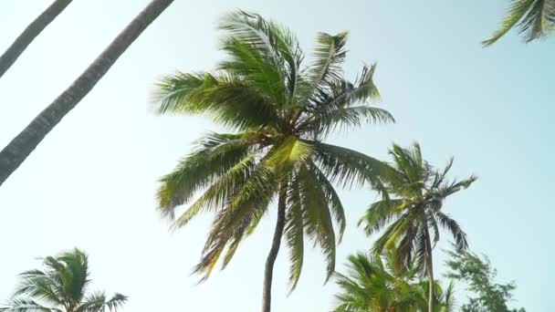 Palm Trees Moving In The Wind Against Bright Sky — Stock Video