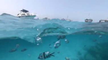 Yüzeye yakın su altında siyah ve beyaz balık