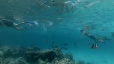 Turistler mercanetrafında balık arasında şnorkel ve dalış