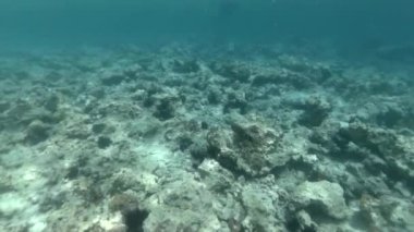 Deniz tabanı mercan resifi üzerinde yüzme