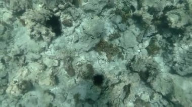 Deniz tabanı mercan resifi üzerinde yüzme
