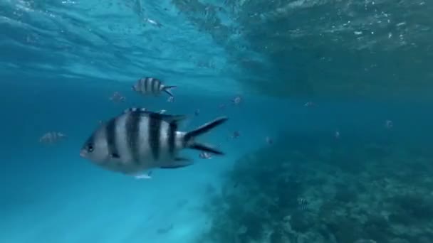 Peces blancos y negros bajo el agua cerca de la superficie — Vídeo de stock