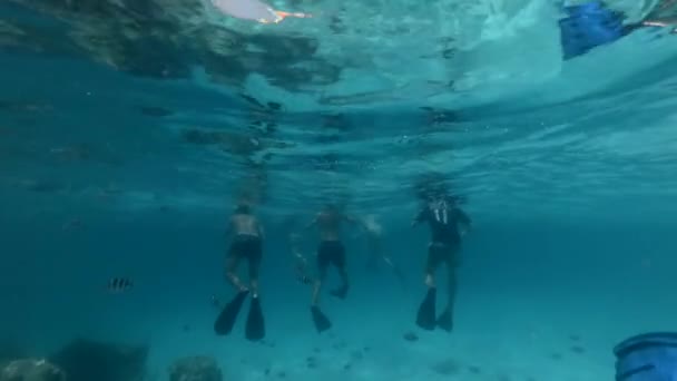 Groep toeristen zwemmen in water omringd door vis — Stockvideo