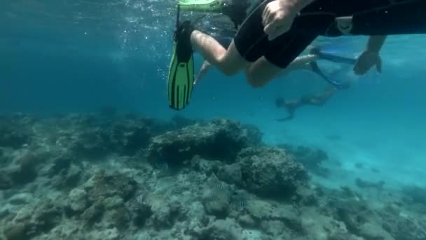 Turisté a místní potápěči plavou nad korálovým útesem — Stock video