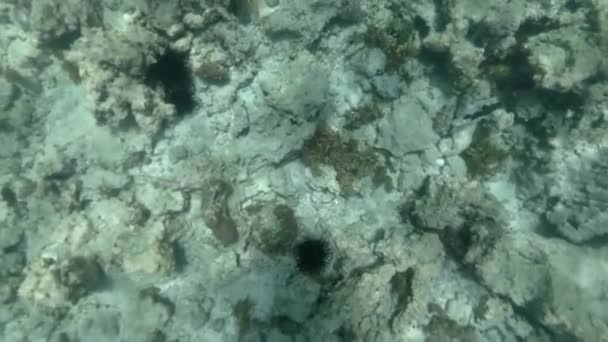 Nadando sobre los arrecifes de coral del fondo marino — Vídeo de stock