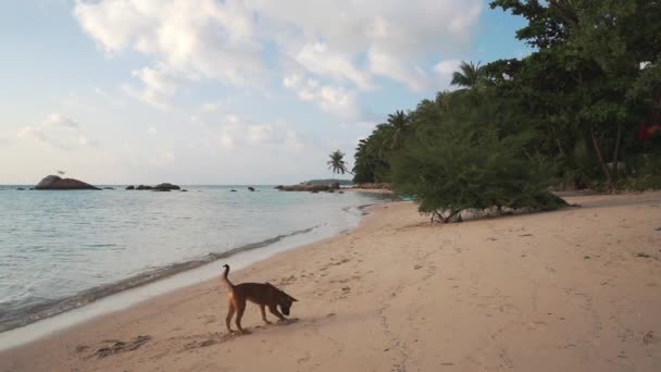 İki köpek gün batımı sahilde oynamak. — Stok video