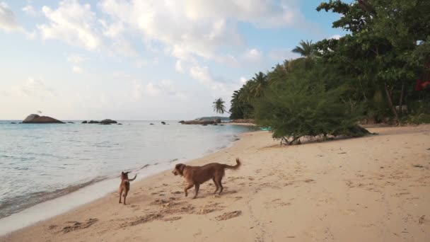 Při západu slunce hrají na pláži dva psi. — Stock video