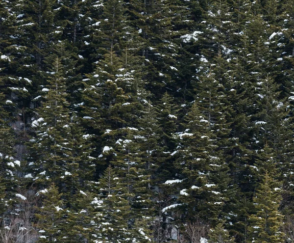 Paysage Hivernal Avec Forêt Enneigée Haute Montagne Par Une Journée — Photo