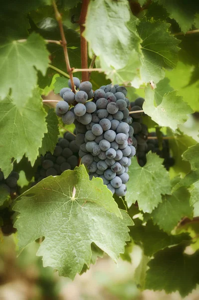 Toscaanse Wijngaard Met Rode Druiven Tussen Bladeren — Stockfoto