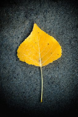 Sarı sonbahar döneminde asfalt üzerinde düşmüş yaprak.