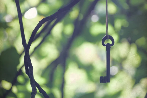 Ancient Wrought Iron Key Hanging Branches Mysterious Metaphorical Concept — Stock Photo, Image