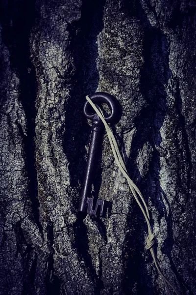 Ancient Wrought Iron Key Tree Bark Metaphorical Mysterious Concept — Stock Photo, Image